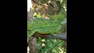 Basiliscus plumifrons [upl. by Gosney]