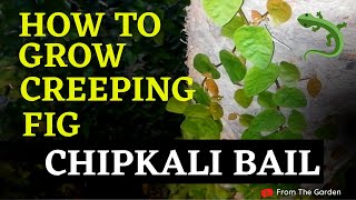 How to Plant Climbers  Creeping Fig  Ficus Pumila  Chipkali Beil  Chips Wine  From The Garden [upl. by Nednarb]