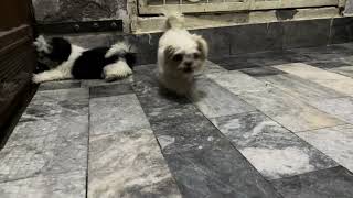 Shih Tzu Playing with ball [upl. by Dlawso241]