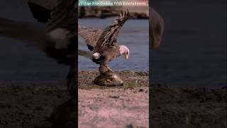 Amazing Birds Fish Hunting Scenery shortsfeed birds shorts viralvideo [upl. by Button]