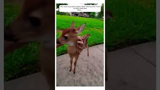 Is This the CUTEST Deer Rescue Ever animalshorts cuteanimals pets [upl. by Sokairyk]