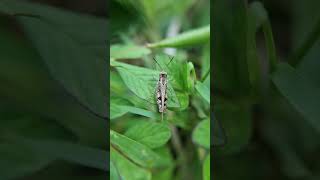 Locust 🦗🦗 locusts shortvideo nature pestcontrol natureinsects blackants [upl. by Aundrea]