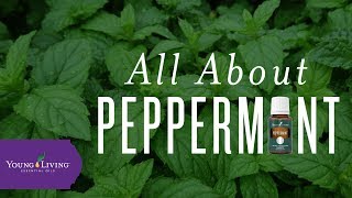 All About Peppermint  Young Living Essential Oils [upl. by Deehan]