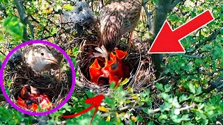 Skylark Chicks Hungry Watch Their Adorable Feeding Frenzy skylark [upl. by Riay]