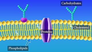 Cell Membrane Structure and Function [upl. by Oirromed]