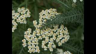 Achillea millefolium [upl. by Delp727]