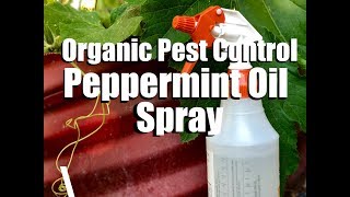 Organic Pest Control  Water amp DIY Peppermint Oil Spray  Spider Mites amp Aphids on Cucumbers [upl. by Eendys]