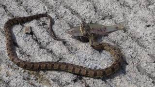 Snake eats fish on Riverwalk San Antonio [upl. by Mosby]