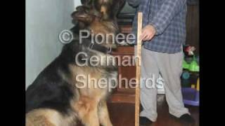 Large German Shepherds  Large German Shepherd breeder in PA [upl. by Yenterb]