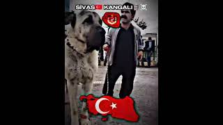 Sivas kangalı 🧿 kangal keşfet köpek keşfetbeniöneçıkar sivaskangali [upl. by Guthry]