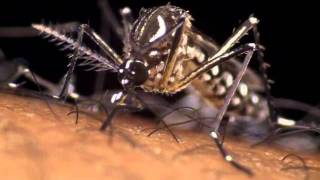 Aedes Aegypti the dengue mosquito in action [upl. by Siednarb]