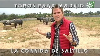 Toros de Saltillo comida previa a la lidia de Madrid ganadería centenaria  Toros desde Andalucía [upl. by Machos643]