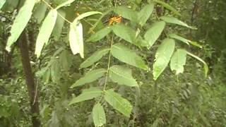 Black Walnut identification Juglans Nigra video [upl. by Yung]