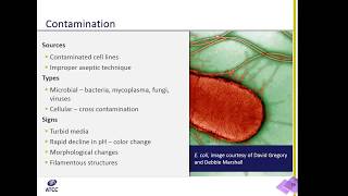 Cell Culture 101 Microbial Contamination [upl. by Leitao949]