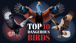 Top 10 DANGEROUS birds 🦃 in the world 🌎 [upl. by Aileme972]