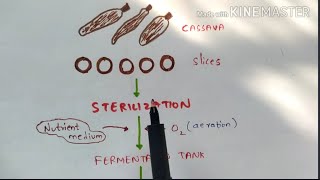 Production of Citric acid and Lactic acid by fermentation  Organic acids  Bio science [upl. by Hines]