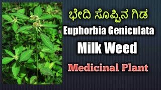 ಭೇದಿ ಸೊಪ್ಪಿನ ಗಿಡ Milk Weed Euphorbia Geniculata [upl. by Akehsat]