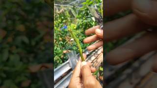 Easy Grafting Avocado seedling StepbyStep Guide for BeginnersGrafting 嫁接 fruitgrafting [upl. by Telracs]