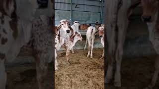 Results of Kanhaiya gir Bull  top gir breeding farm in haryana Naloi [upl. by Eldora]