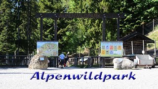 Alpenwildpark am Pfänder in Bregenz [upl. by Pyne]