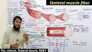 Structure of skeletal muscle  Ultrastructure of skeletal muscle class 12  Skeletal muscle fiber [upl. by Skylar]