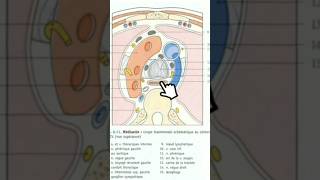 Coupe axiale du thorax T4 anatomy medecine science anatomie medicalstudent [upl. by Eseryt]