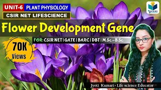 Flower Development Genes in Arabidopsis  CSIRNET  GATE  BARC  Plant Biology [upl. by Nichola]