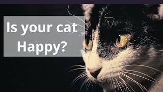 How to make a CAT HAPPY in 10 ways [upl. by Sadnalor]