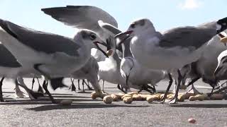 Laridae Peanut Party In The Parking Lot October 9 2024 200 pm [upl. by Stav]