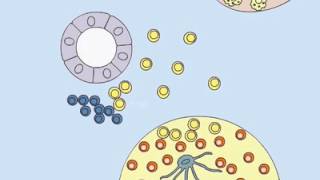 Germinal Centers [upl. by Ddart548]