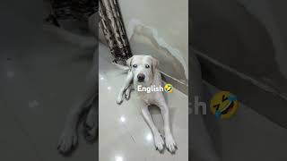 Buzoo ko English bolni nhi ati🤣 funny doglovers funnydogs youtubeshorts shorts [upl. by Orlando]