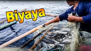 BIYAYANG ISDA FISH KASINGKO diwatapares fishing hanapbuhay [upl. by Lihas]