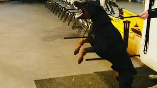 Aggressive Doberman Attacks  Making real aggression in protection [upl. by Barren]