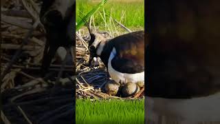 Northern Lapwing youtubeshorts natureandbirdssoundsrelaxingmusic nature birds [upl. by Henrieta]