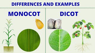 MONOCOT vs DICOT  Differences between Monocotyledon and Dicotyledon with Examples  Science Lesson [upl. by Liagaba]