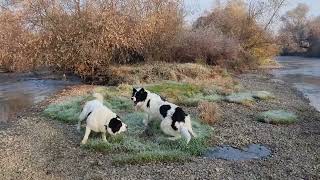 La drum cu FSOMEȘ DE ȚARA ♂️🐕și KDora de Plai Bănățean 🐕♀️ La 5°C Ciobănesc de Bucovina 🇷🇴 [upl. by Araeit]