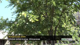 Trees with Don Leopold  American elm [upl. by Marie-Ann]