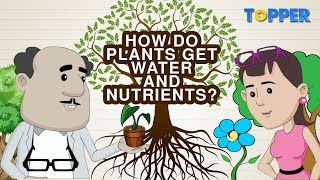 Phloem amp translocation  Life processes  Biology  Khan Academy [upl. by Anastice]