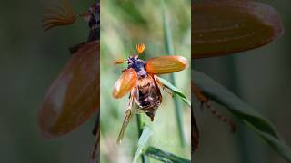 Common Cockchafer beetle bug [upl. by Risa482]