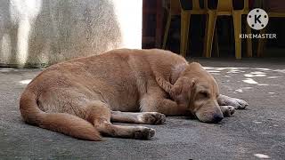 MY GOLDADOR DOG  Labrador dog [upl. by Jocelin706]