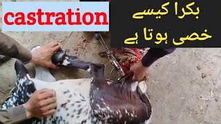 How to castrate a goat  goat castration Low Budget Goat Farming in lahore [upl. by Amliv]