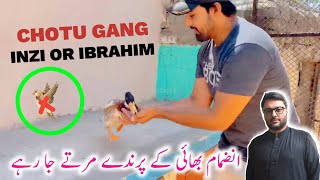 Inze or Ibrahim Ka Full Setup  Inzimam Bhai Ki Finches Dead Ho Rahi [upl. by Lyrpa]