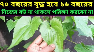 হীরার থেকেও মূল্যবান এই গাছhealth benefits of Pakistani lota [upl. by Dorothi]