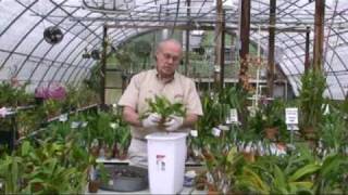 Orchid Potting Demonstration 1 [upl. by Semreh882]