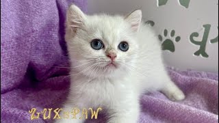 Frost British shorthair golden white kitten for sale  Lux Paw Cattery [upl. by Hausmann487]