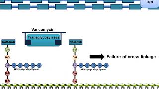 Antibiotics Classification According to Mechanism of Action  Antibiotics  Antibiotics Classes [upl. by Lrae490]