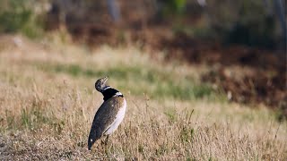 lOutarde canepetière [upl. by Bradski]