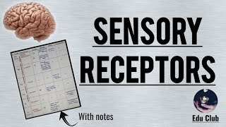 Sensory Receptor  Detailed explanation with PG questions [upl. by Burdelle]