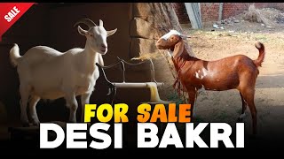 Desi Bakri Bacho Wali for sale Bakra Mandi Taxila Update October 2024 [upl. by Avra907]