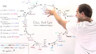 Overview of Citric Acid Cycle [upl. by Dera]